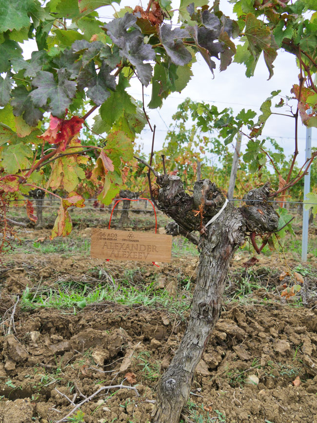 Виноградник на урожай